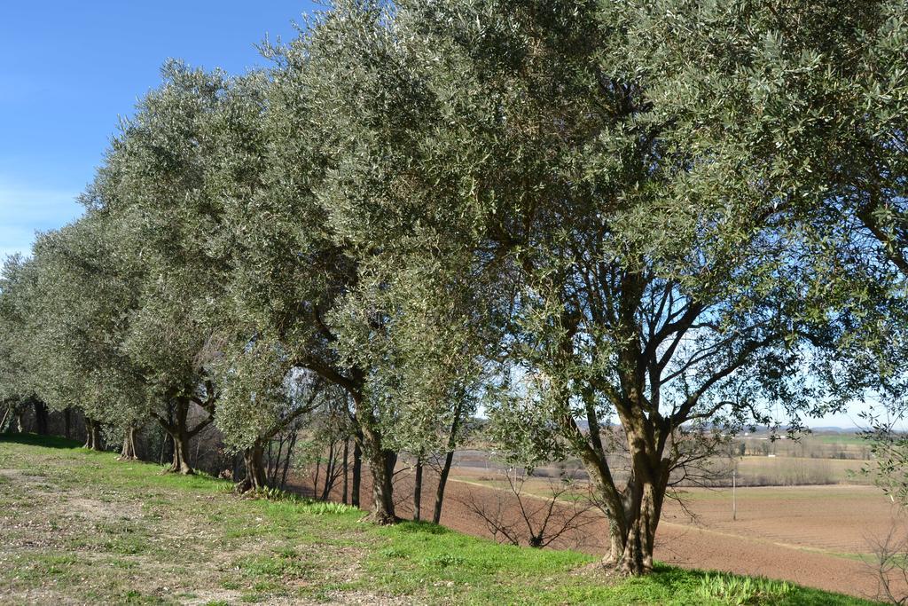Agriturismo Olistico Atman 蒙赞巴诺 外观 照片